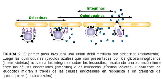 Resultado de imagen para QUIMIOQUINAS