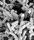 Lactobacillus%20casei.jpg