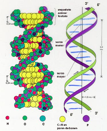 estructura del adn. hair b) Estructura del ADN