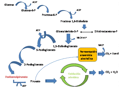 Los esteroides lipidos