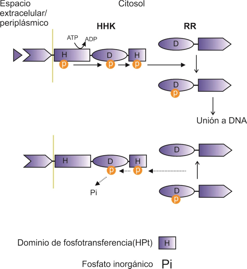 fig2