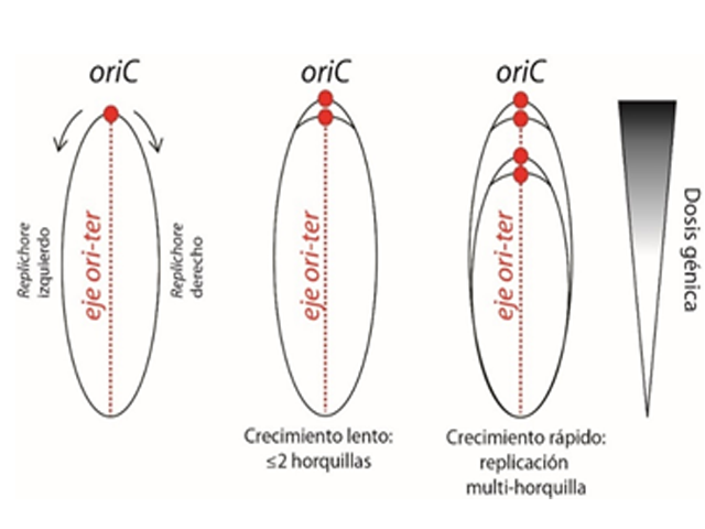 fig1