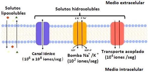 fig1