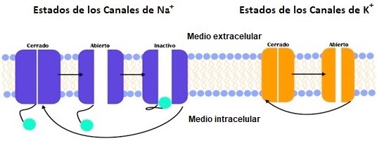 fig1