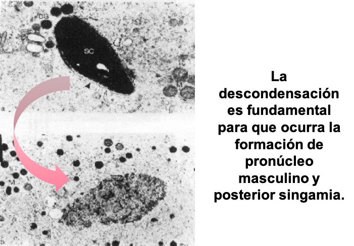 fig1