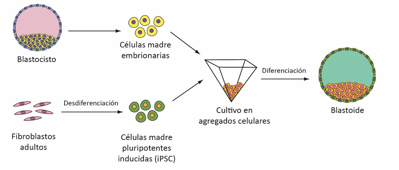 fig1