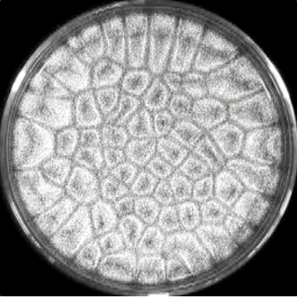 fig4