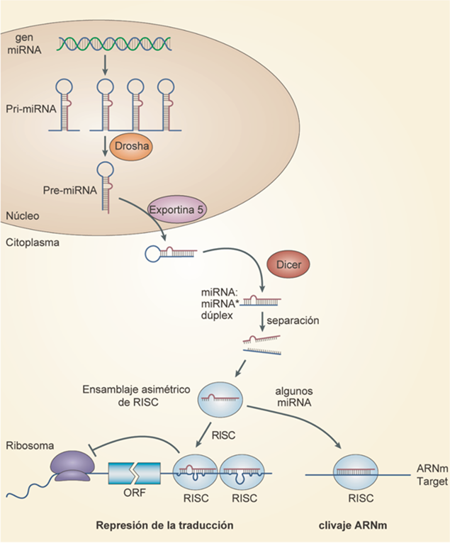 fig1