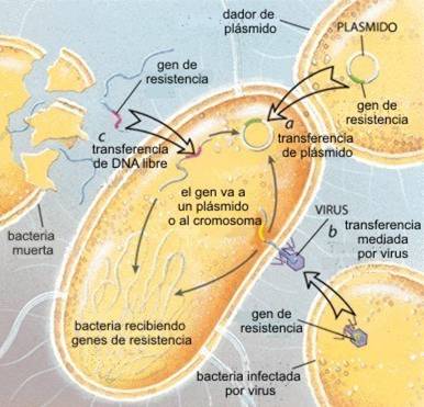 Antifungicos Clasificacion Pdf